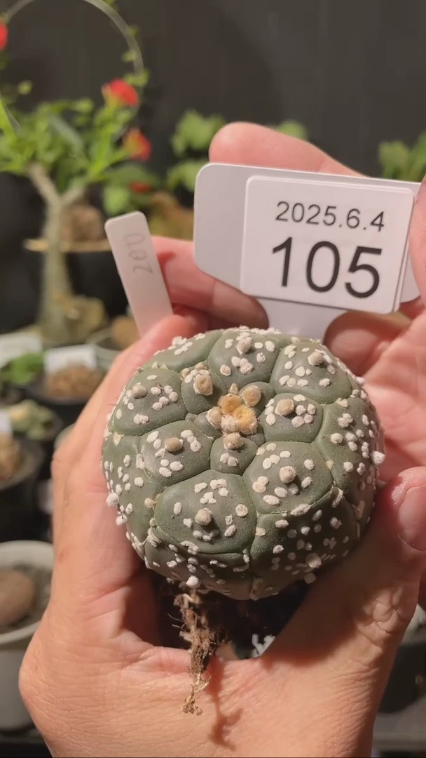 105号604福利实生兜