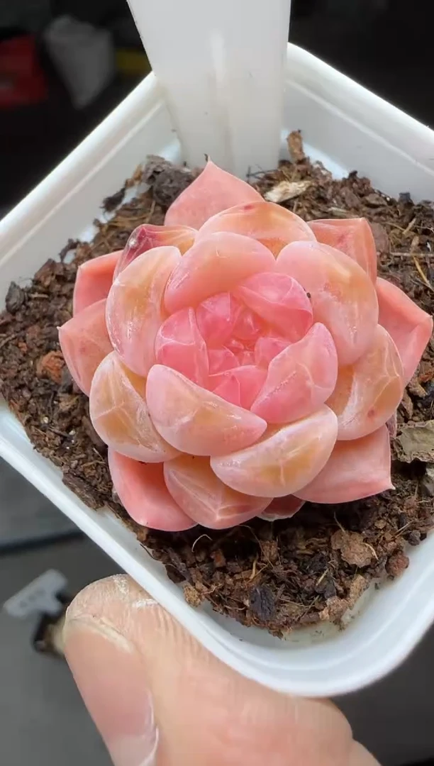 【闪购商品】一物一拍0219—189
