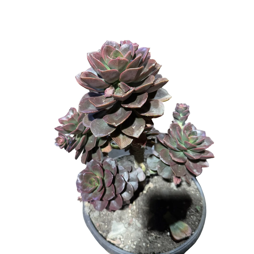 精品多肉  巧克力