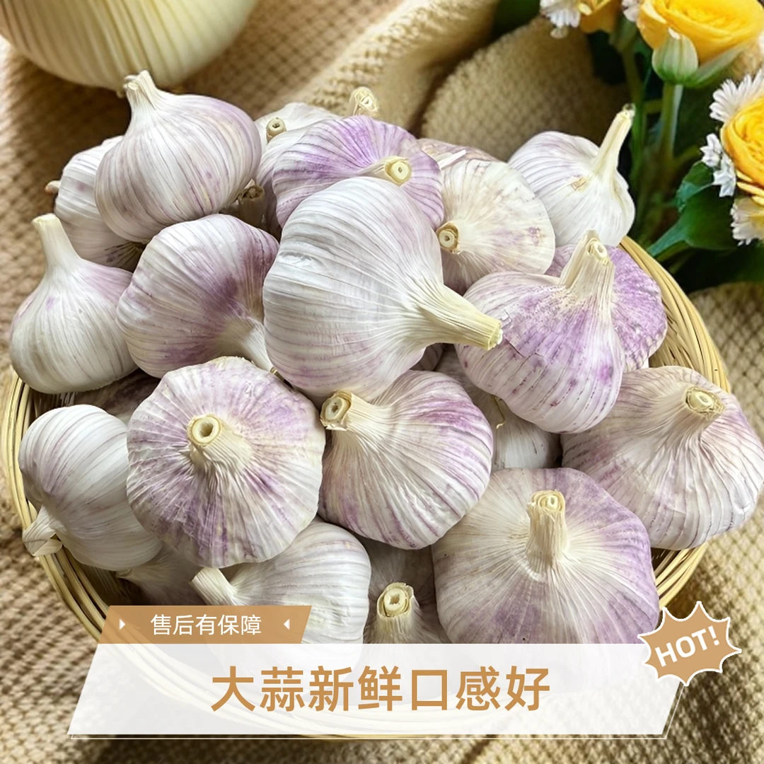 新干蒜【浮力款】农家直发品质保证5斤装干大蒜农家蒜头紫皮干蒜