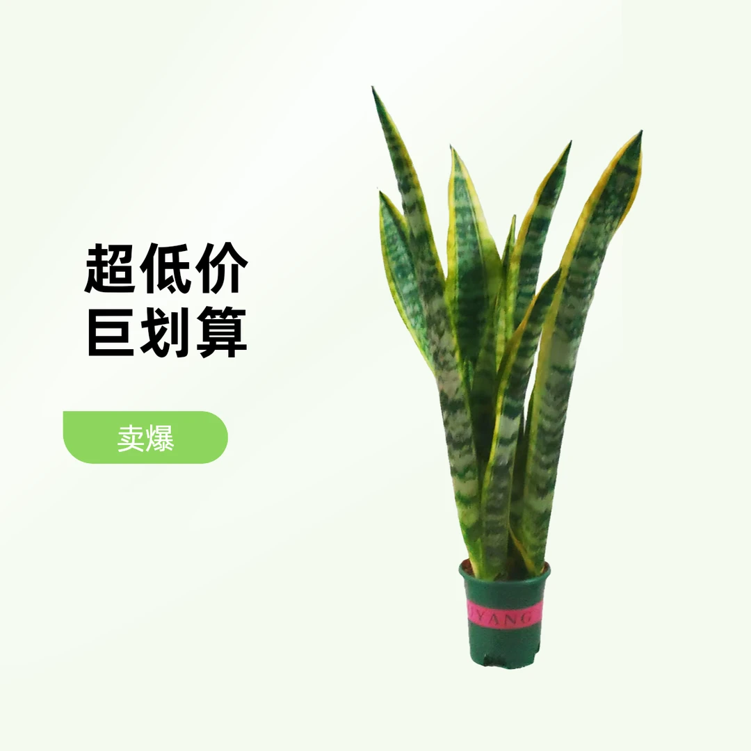 【基地直发】高脚金边虎皮兰盆栽室内盆景好养易活桌面绿植