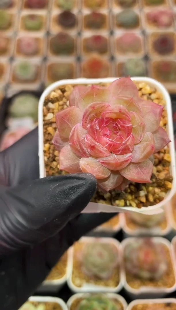 闪购056 彩珍多肉一颗