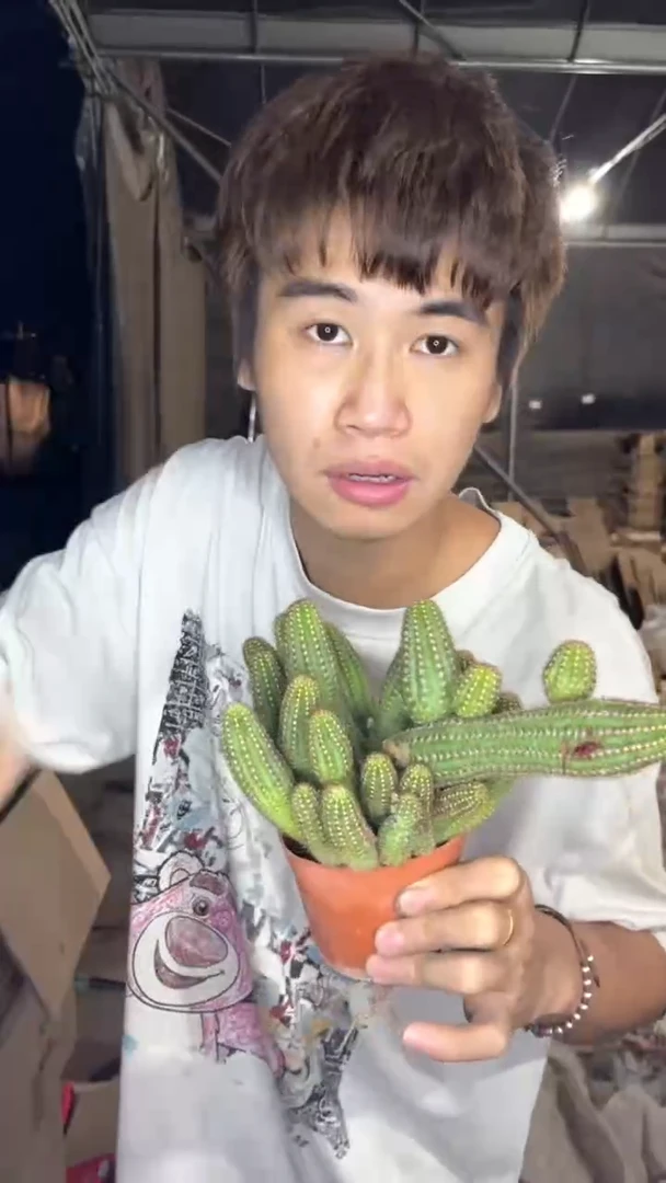 多头 红花白檀【带根】不指定带花苞