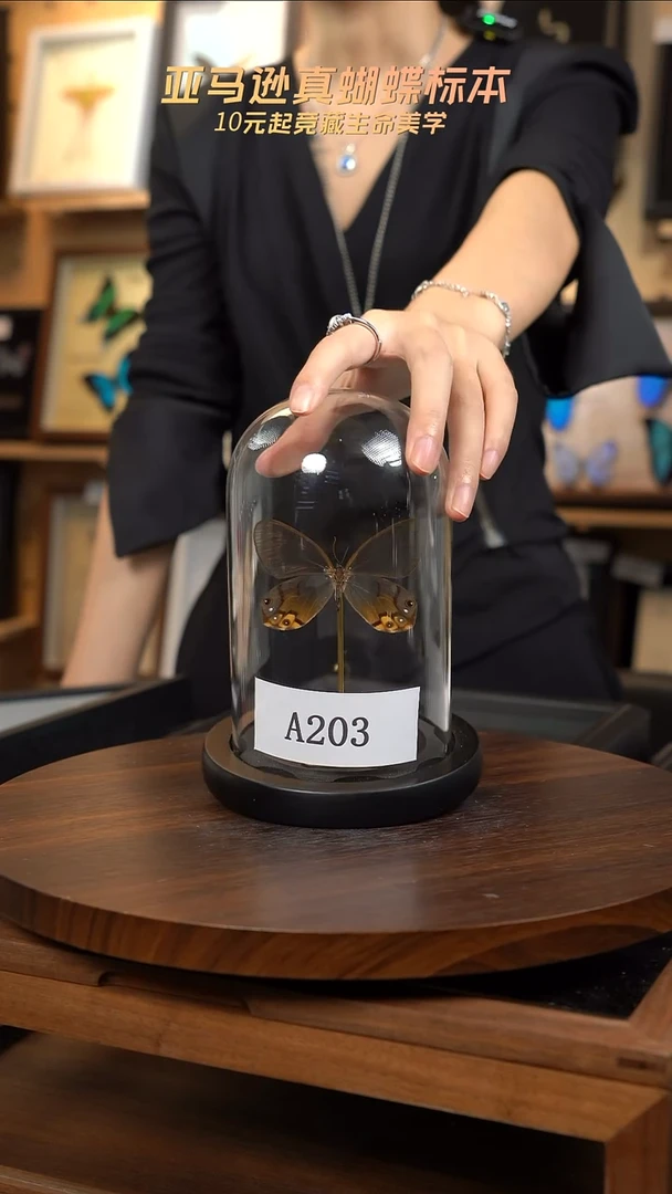 黄晶眼蝶小号玻璃罩