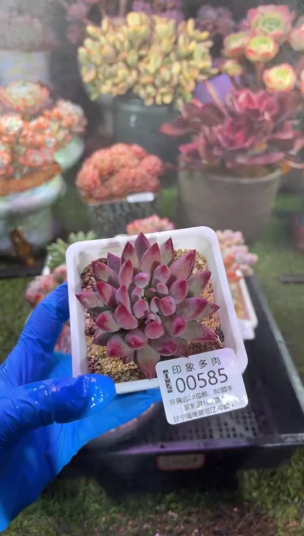 【闪购商品】00585