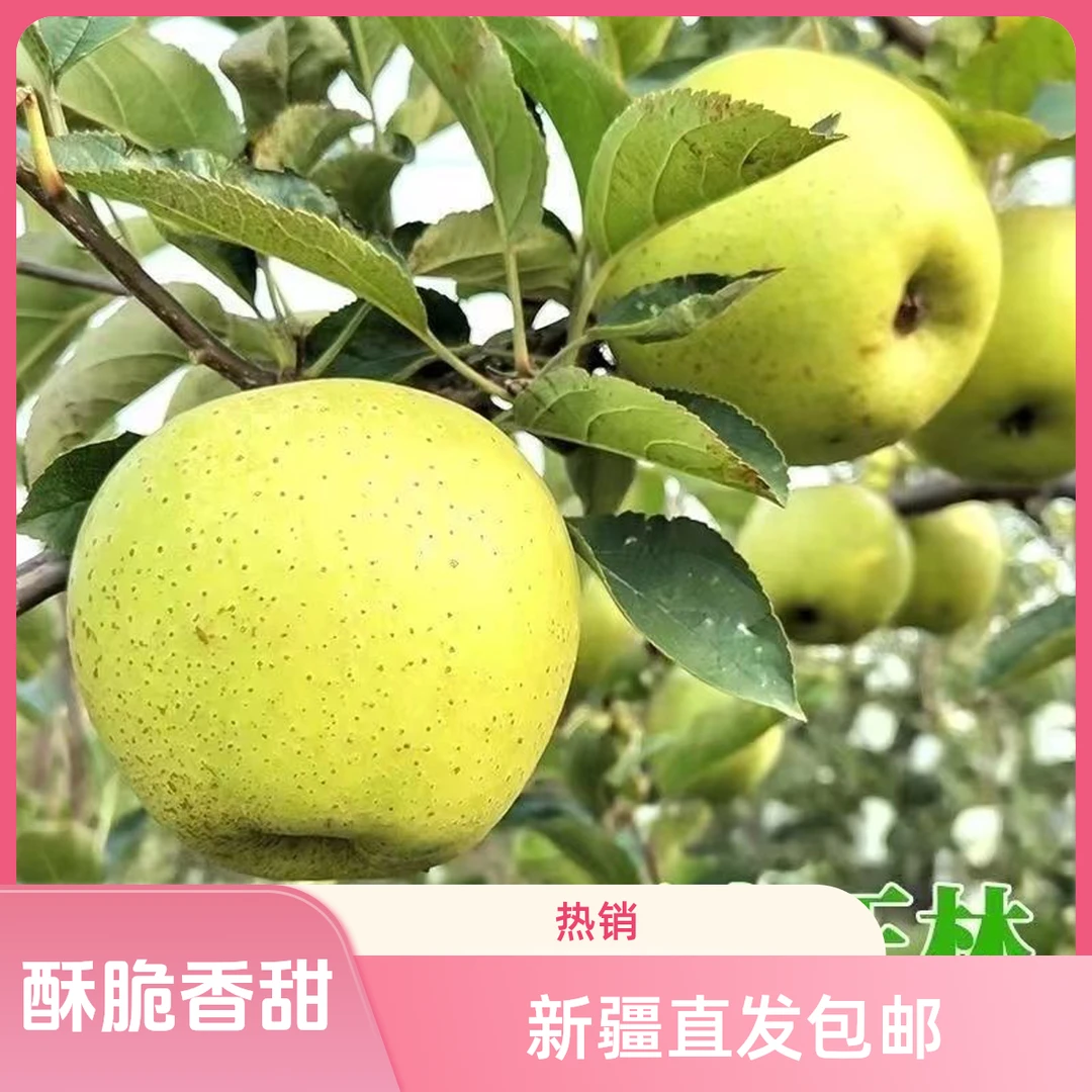 【阿克苏直发京东陆运】新疆阿克苏青森王林苹果酥脆香甜！！