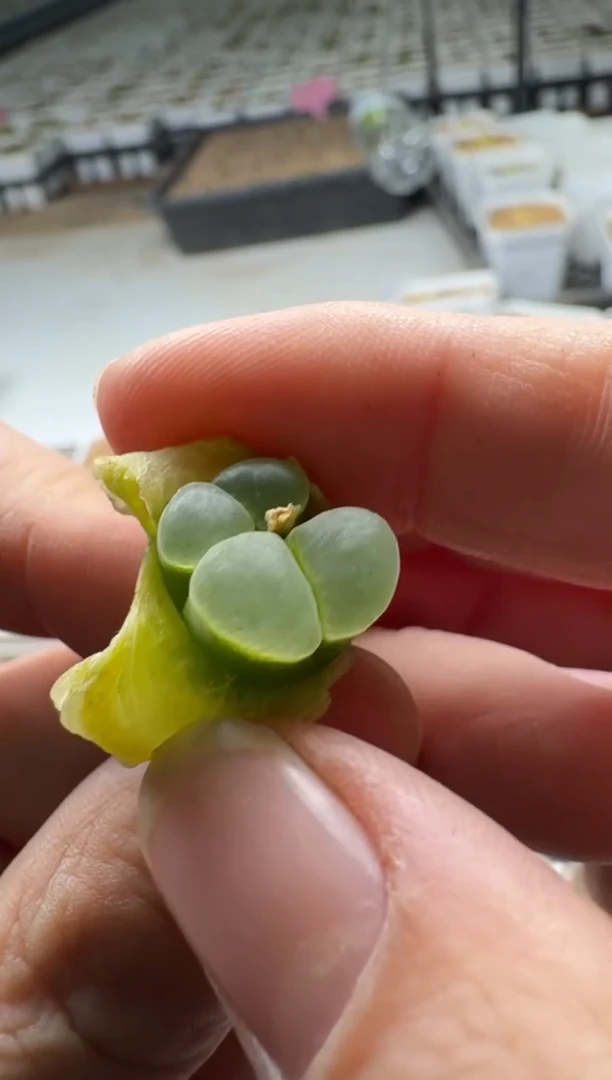 【闪购商品】5-181