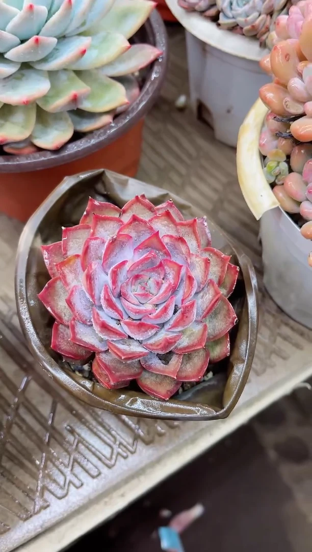 【闪购商品】23008