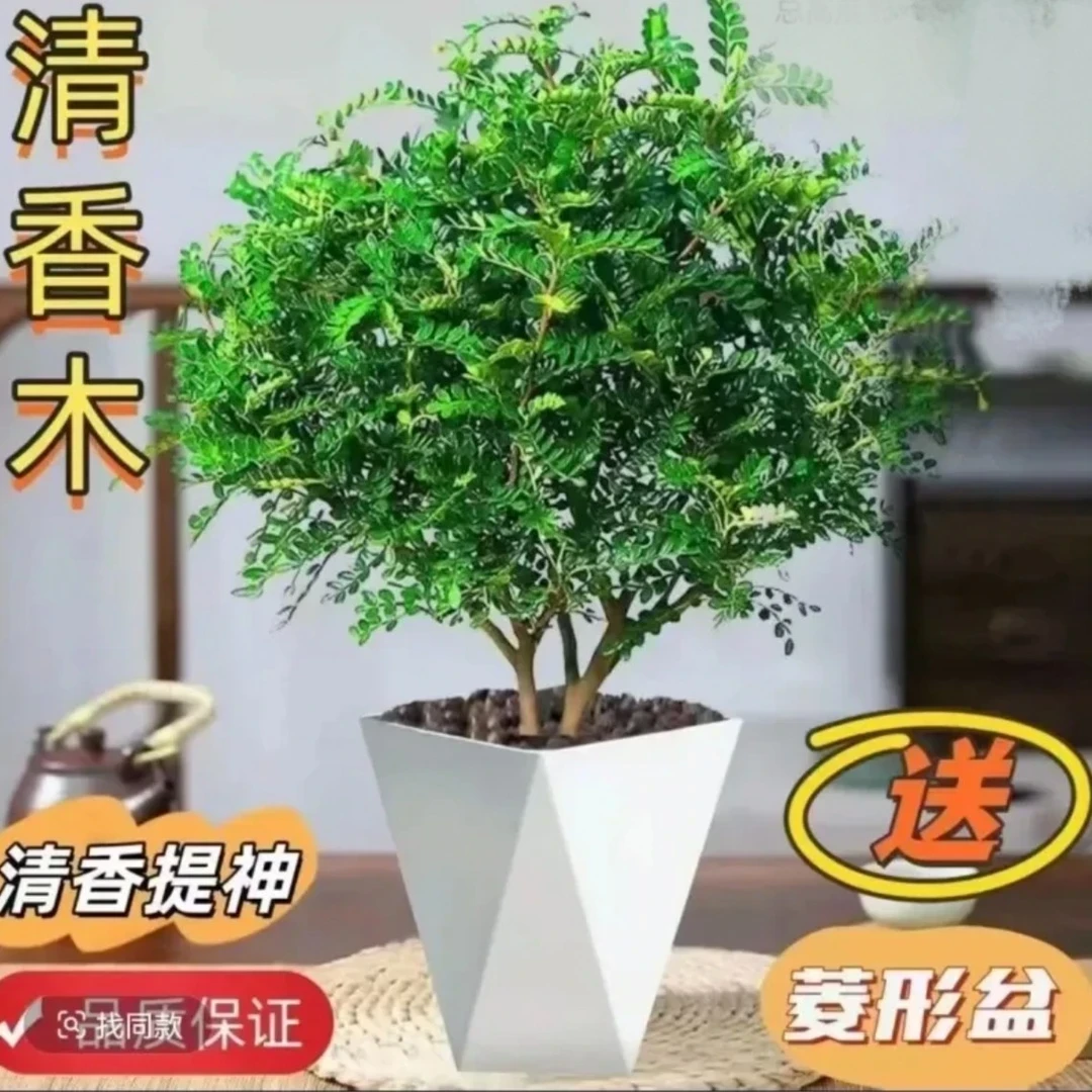 【带菱形盆】清香木胡椒木盆栽花苗驱蚊虫栽室内客厅好养提神绿植