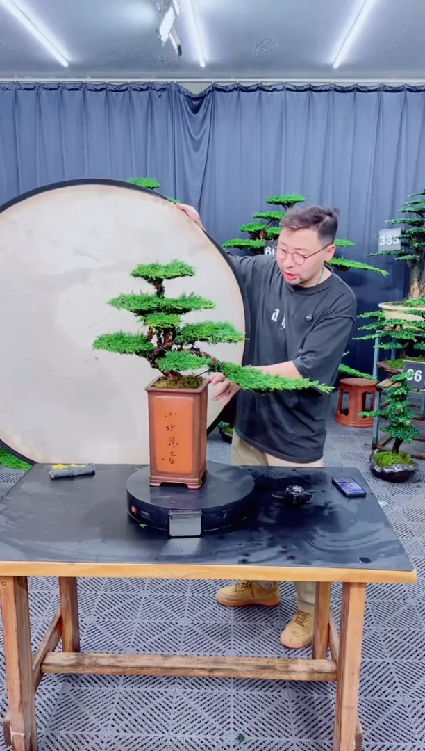 无花朵济州真柏盆景...