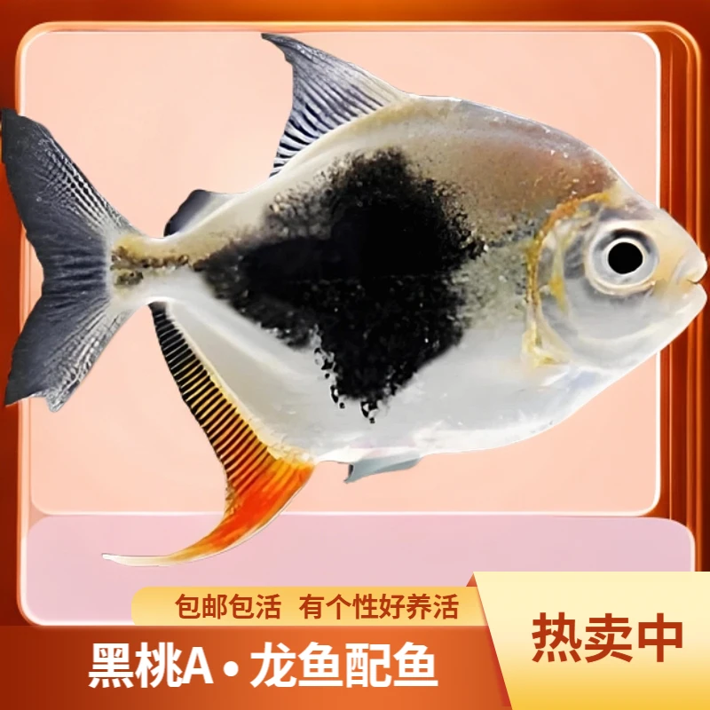 黑桃A银板鱼活体大型热带观赏鱼中层群游好养混养