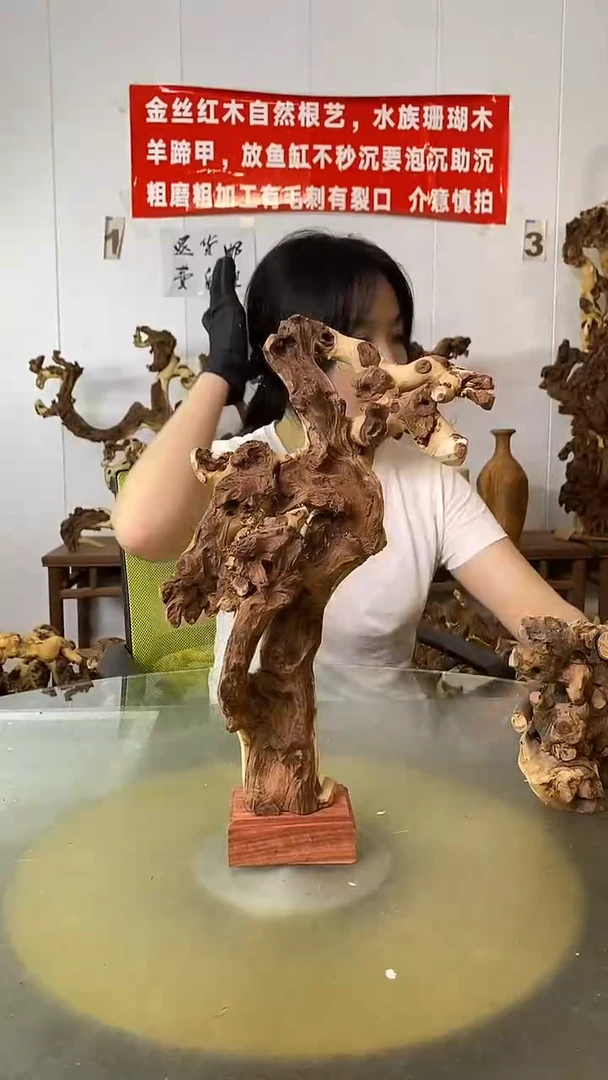 香榧木杨**艺金丝红木 羊蹄甲
