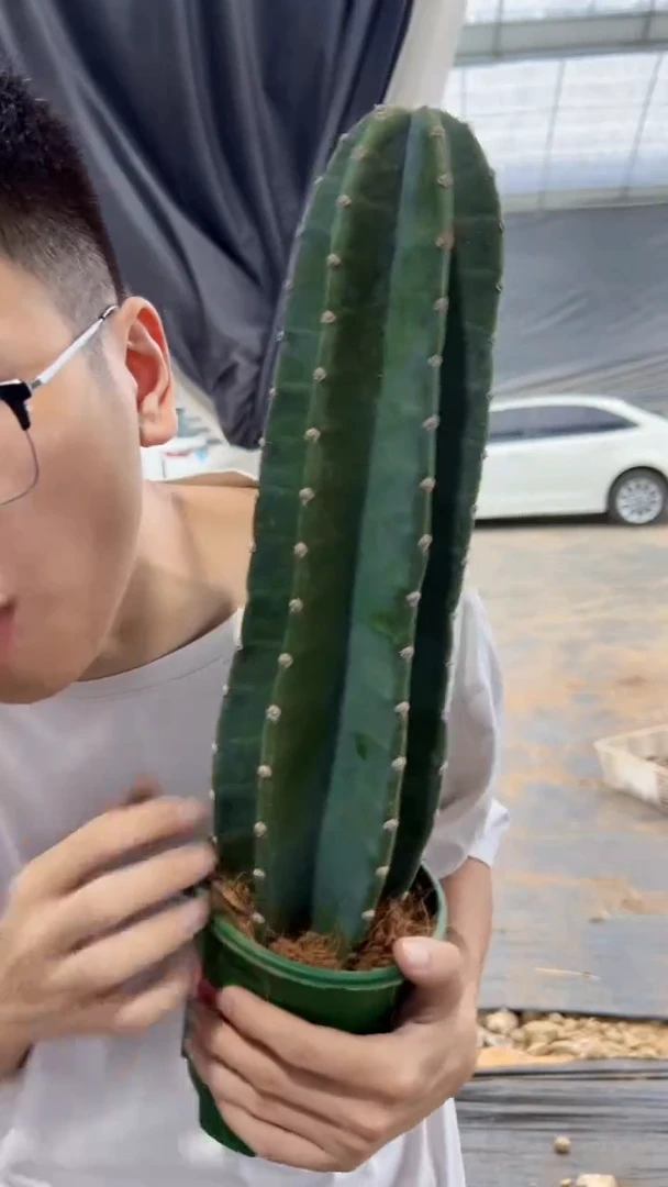 【带盆土】20cm+ 量天尺