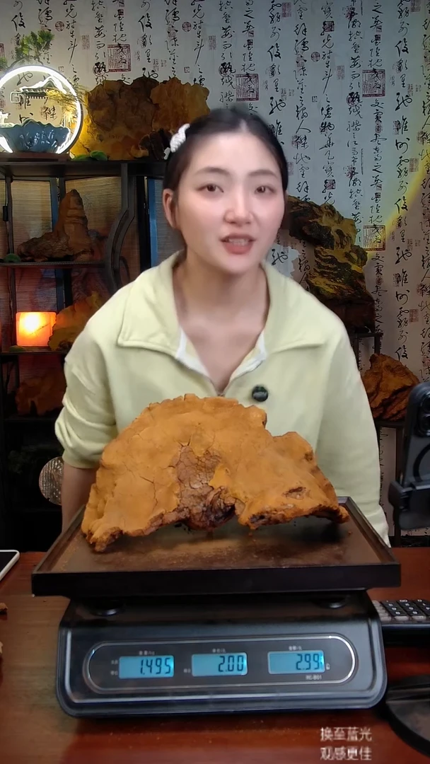 松针层孔菌中国大陆【藏区】松树桑黄（2.99斤）40-50年份