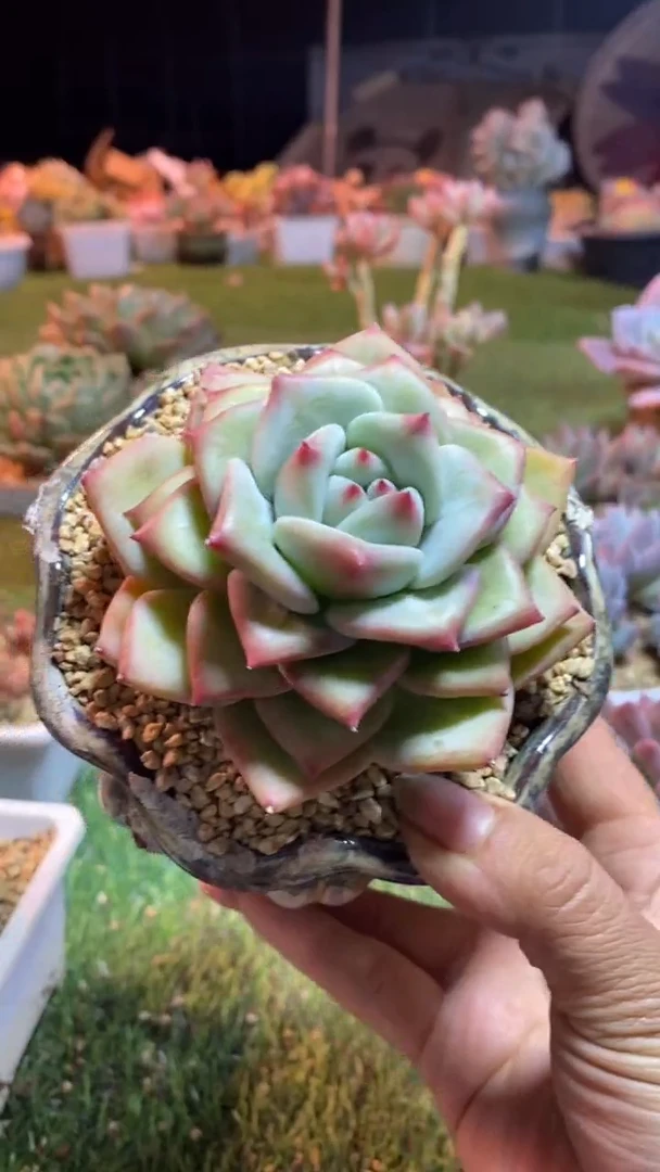 0678《满28包邮发货》