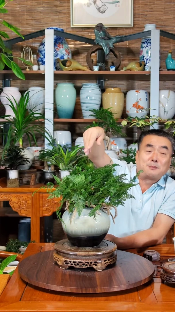 无花朵情**意水之韵水培狼尾蕨