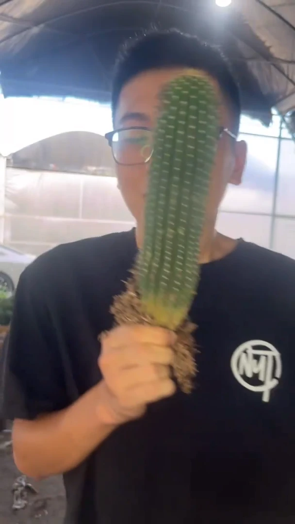 2颗 单头 大凤龙【带根】高13-16cm