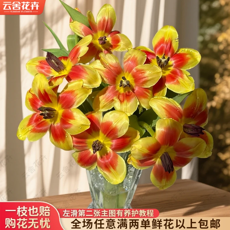 【云舍花卉】方德【狂欢】郁金香10支全场任意满两单及以上鲜花包邮