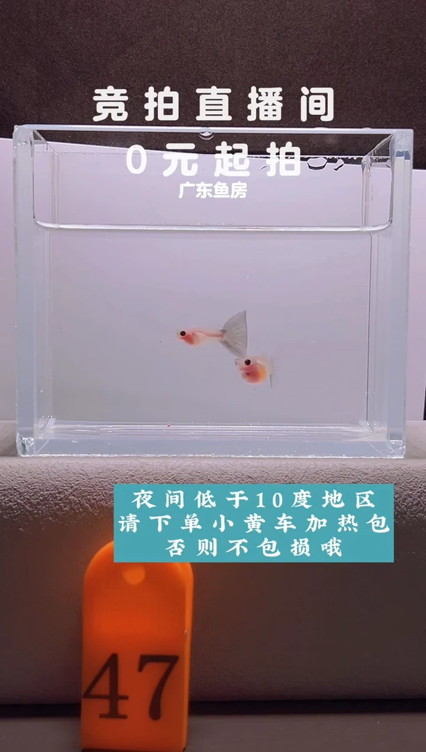 孔雀鱼超透蓝礼服玻璃猫一对编号47