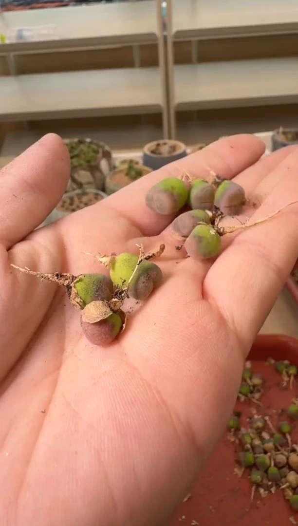 13-175多肉植物肉锥