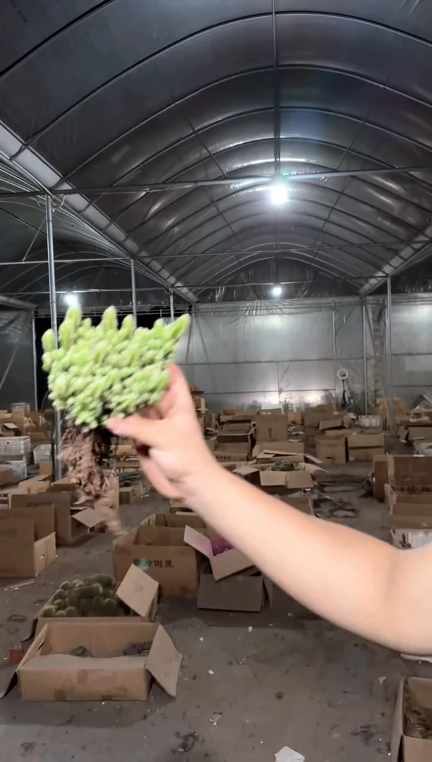 2颗 万重山 群生【带根】