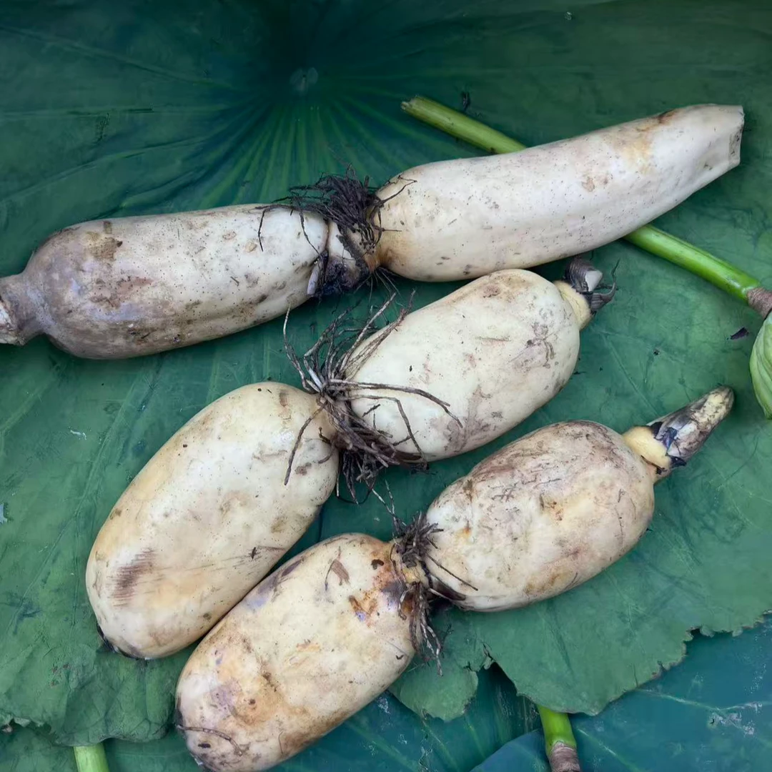 青蛙与瓢虫 黄河脆藕