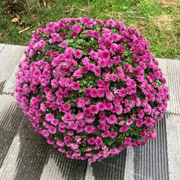 【千头菊紫】好养花期超长耐热阳台庭院盆栽地栽盆栽花卉