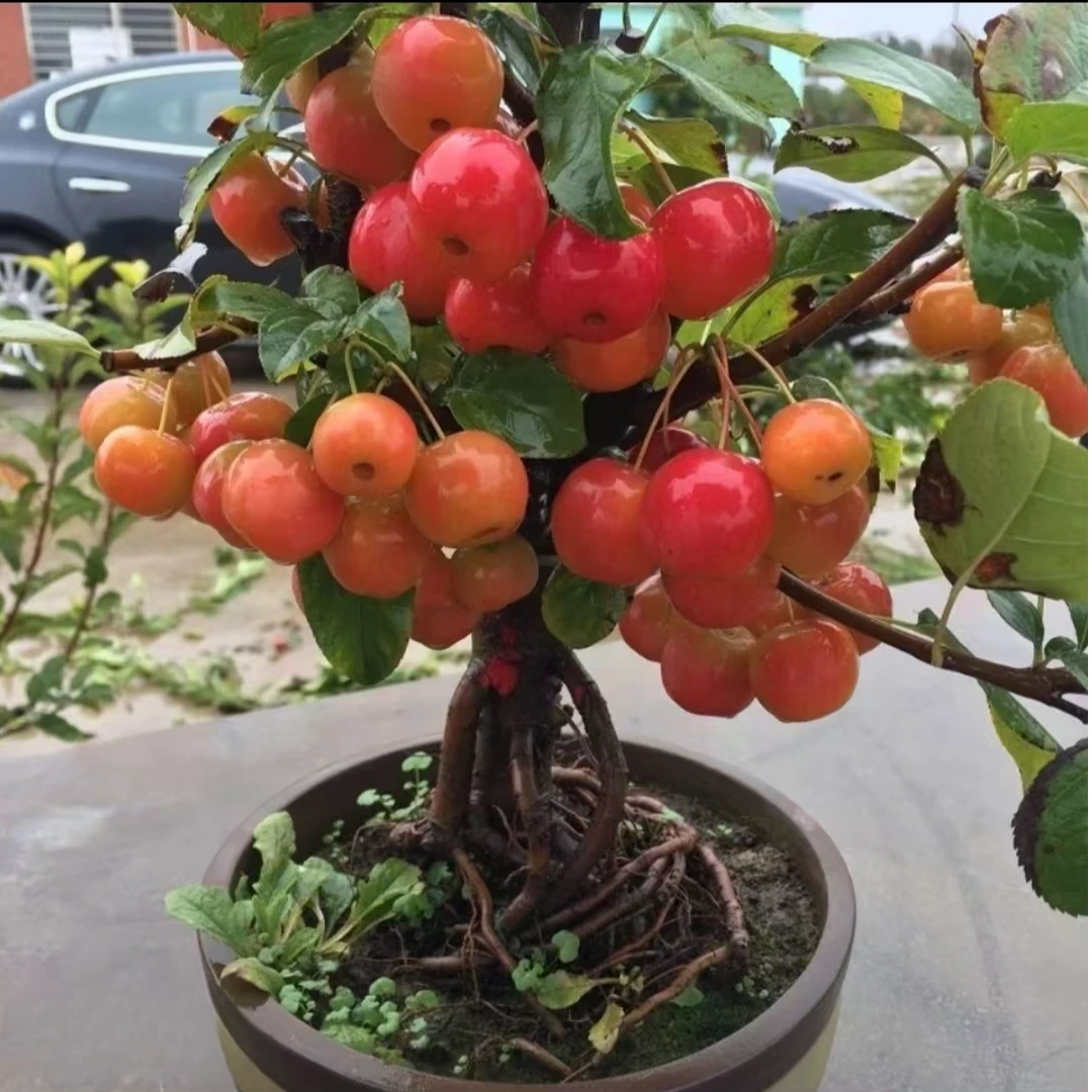 【冬红果海棠】盆栽带花带果室内室外盆栽地栽阳台植物花卉老桩