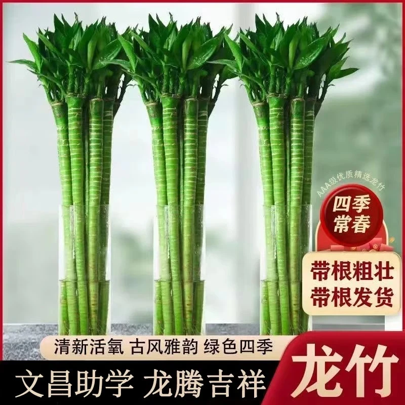 文昌竹龙竹带根4支水养财丁两旺节节高水培植物室内客厅