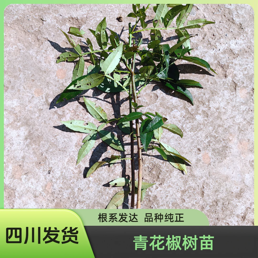 【果树】四川产地青花椒树苗木九叶青花椒直生苗未嫁接占结果花椒树