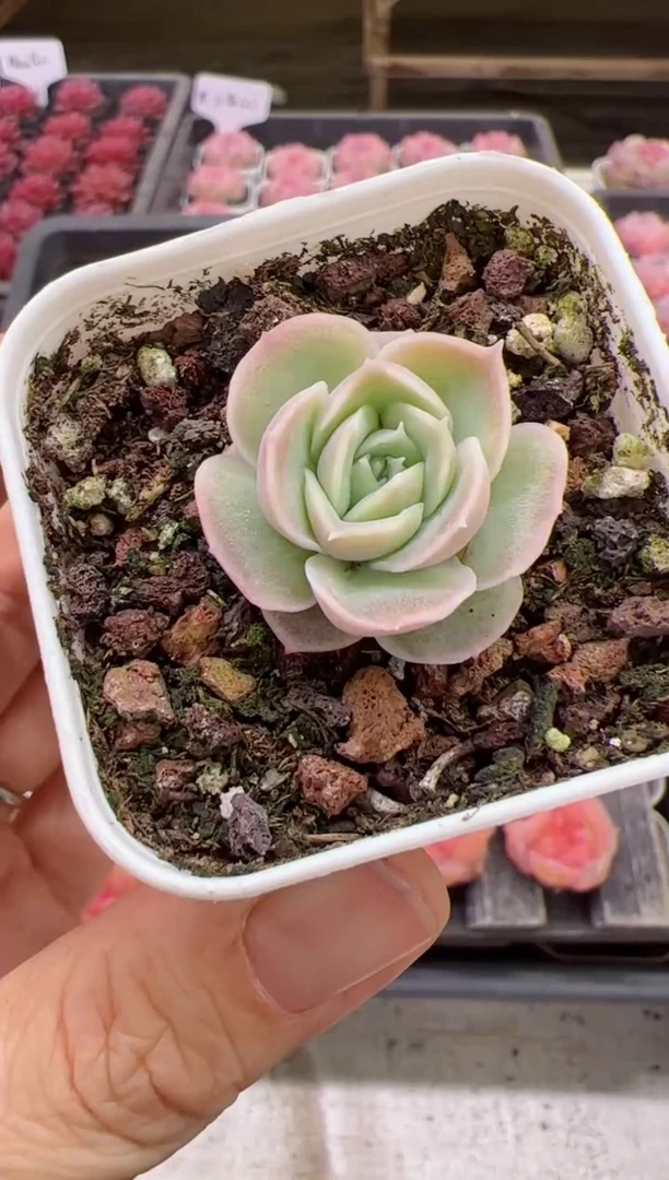 【闪购商品】虾饺一颗嫌小慎拍