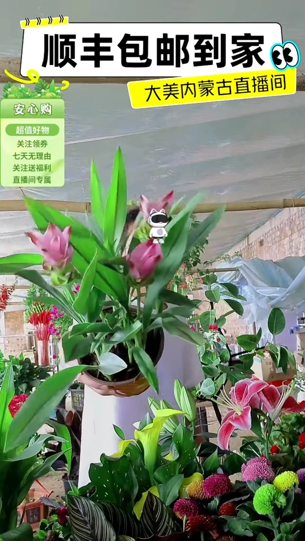 完全开放带花姜荷花