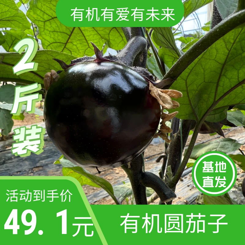 有机圆茄子，新鲜采摘发货（北纬41°草原种植）