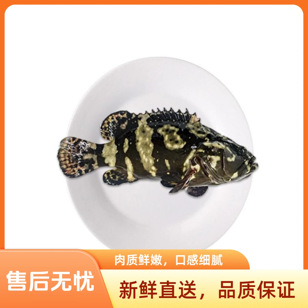 鲜活老虎斑一条（1.5斤-1.8斤）