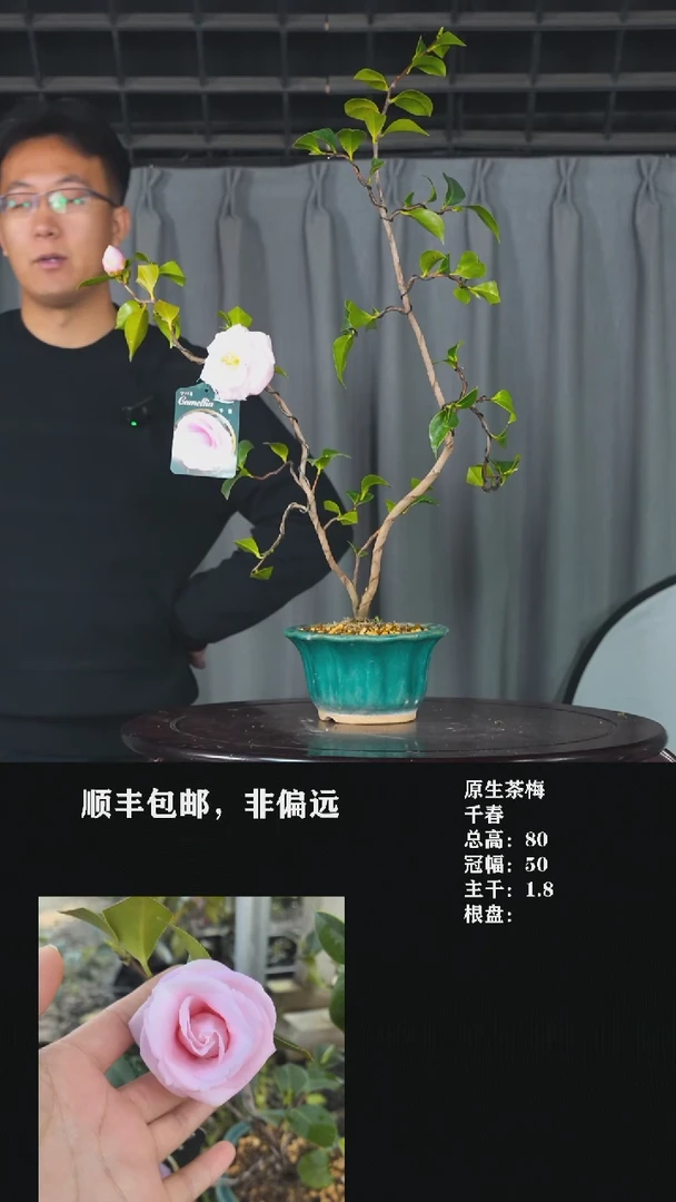 【闪购商品】-千春-S82