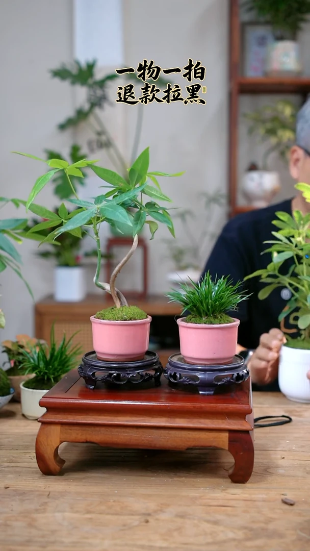 完全开放幽*发财树+菖蒲140