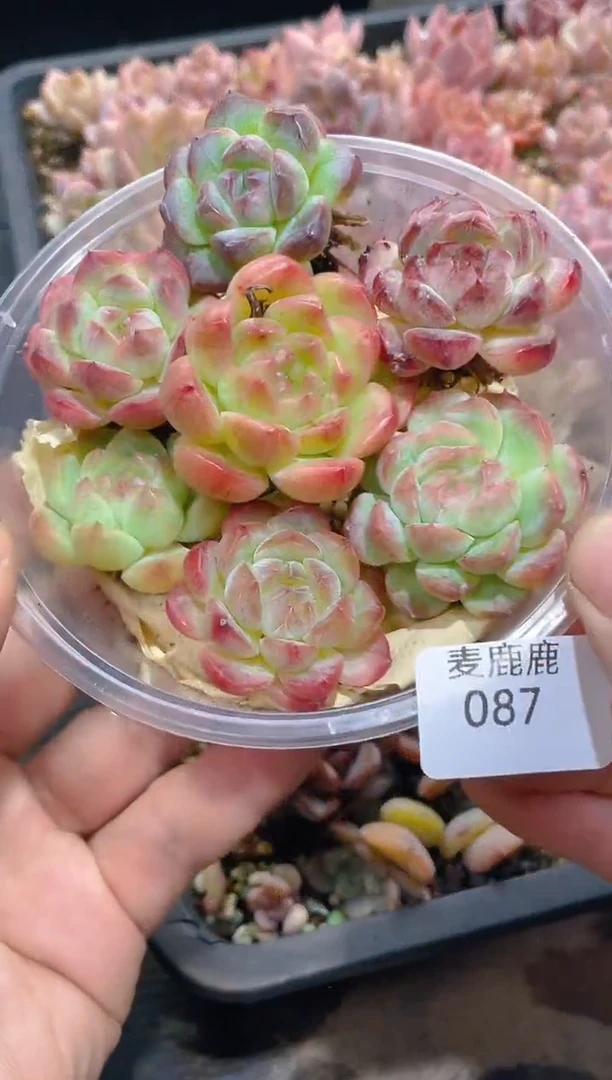 087彩珍       量拍7颗