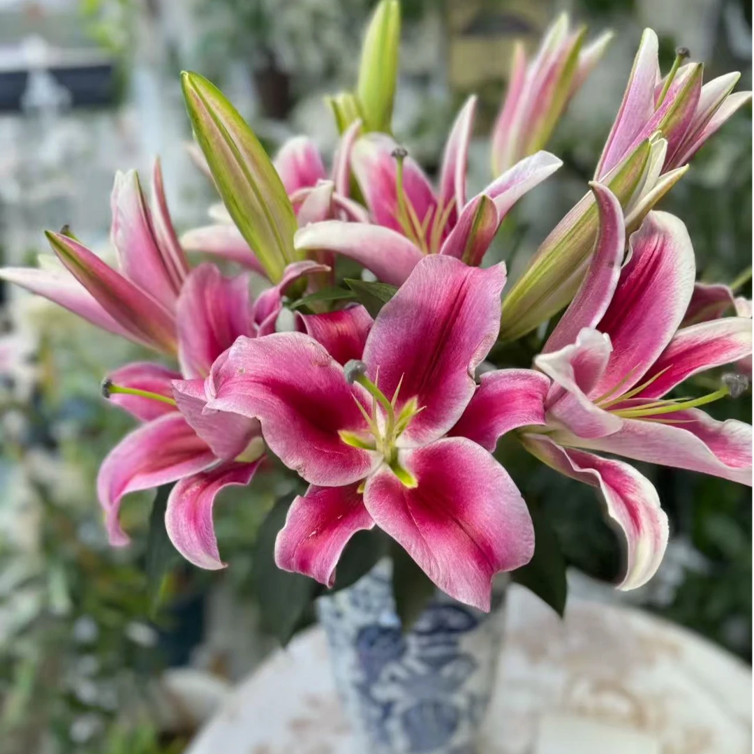 【鲜花坊甄选】帕拉佐 百合 快递包邮 基地直发