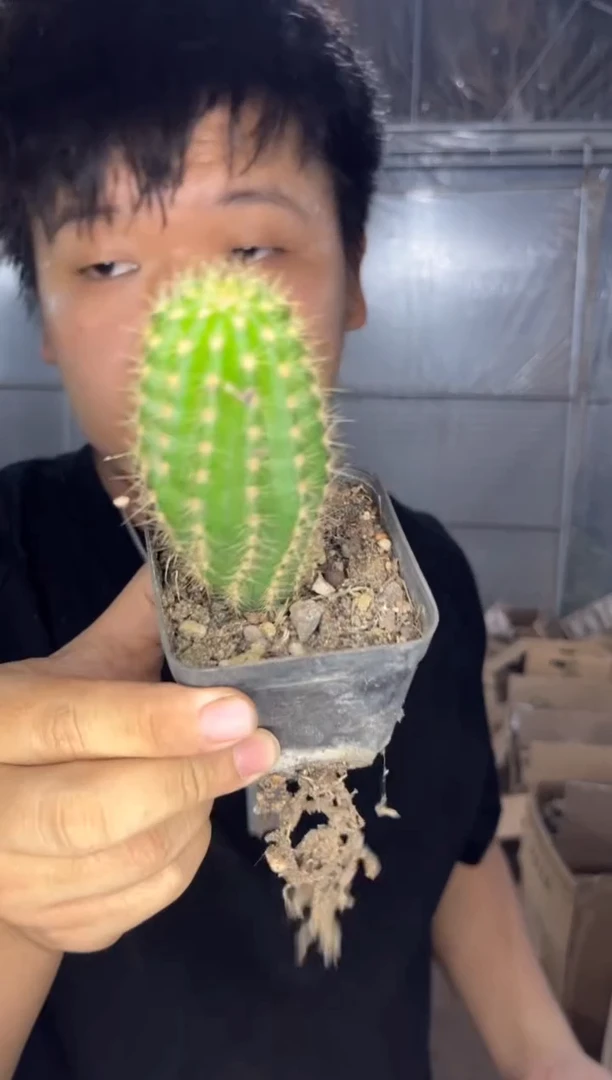 3颗 飞碟 毛花柱【带根】