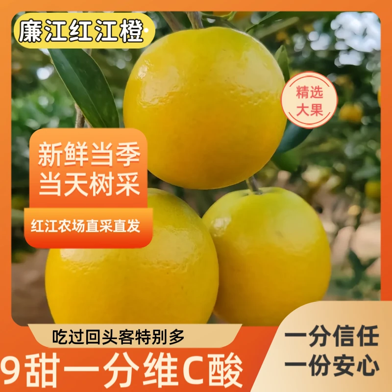 广东特色正宗廉江红江橙新鲜果园现摘现卖水果新鲜红橙产地直发