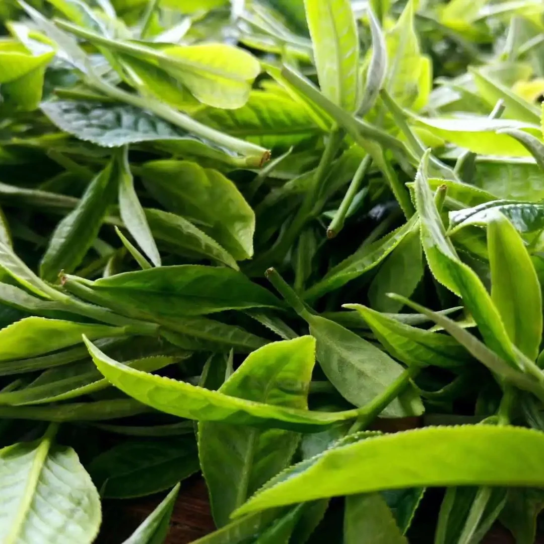 2025头春头采《麻黑小茶园核心古树》100克（大连发货）