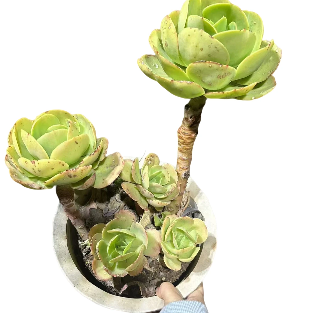 精品多肉植物  鸡蛋碧桃