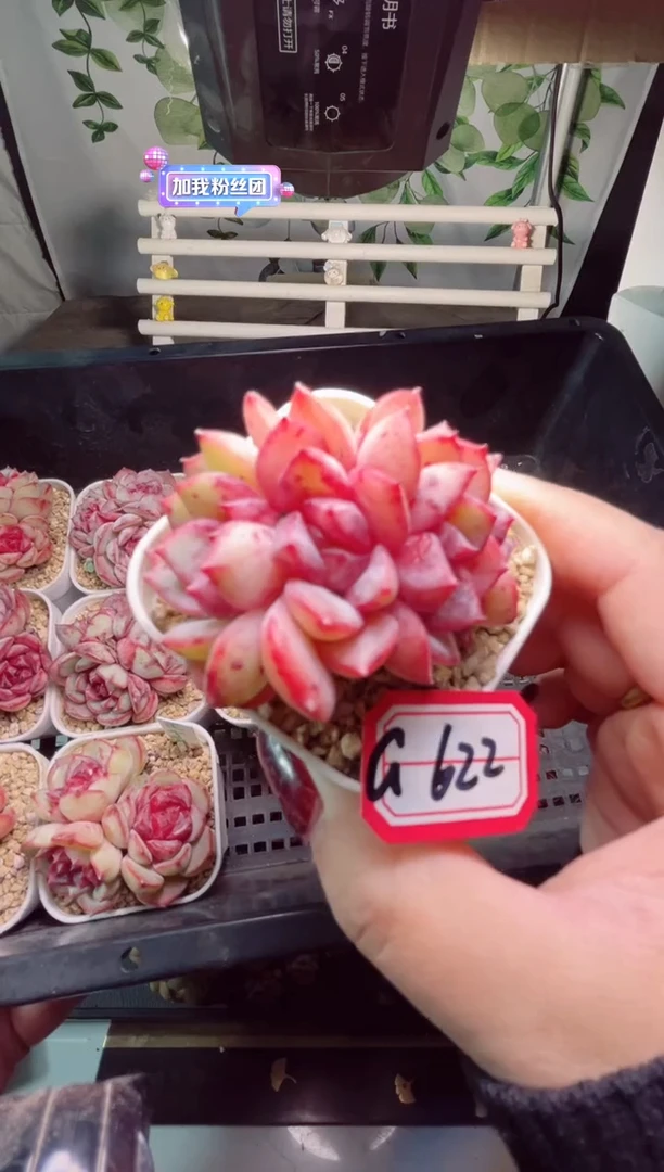 【闪购商品】G621和G622一起两个花千骨