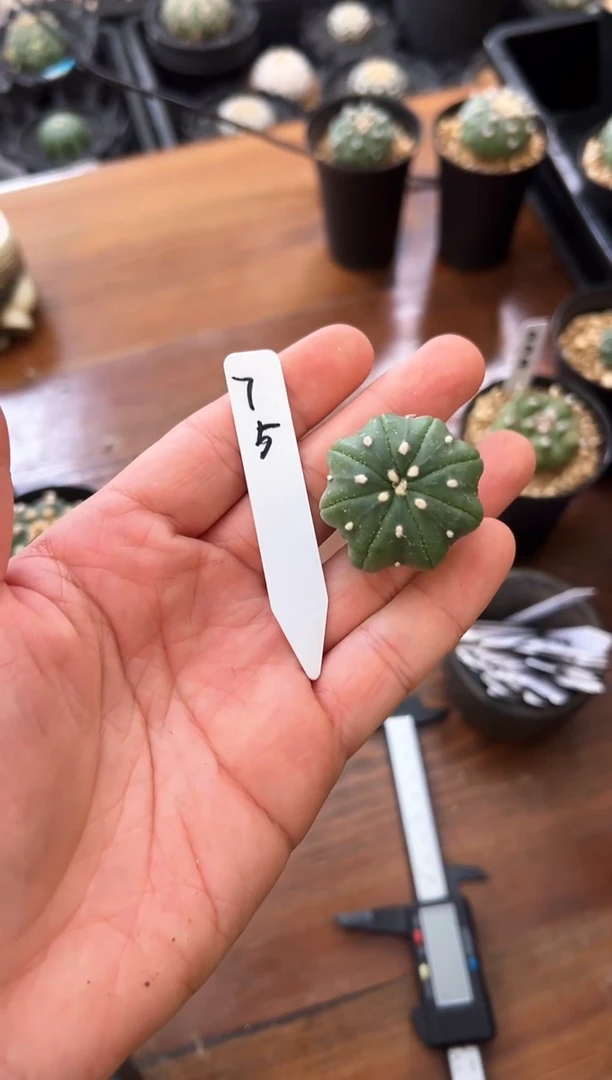 毕*线实生根星兜仙人球编码75