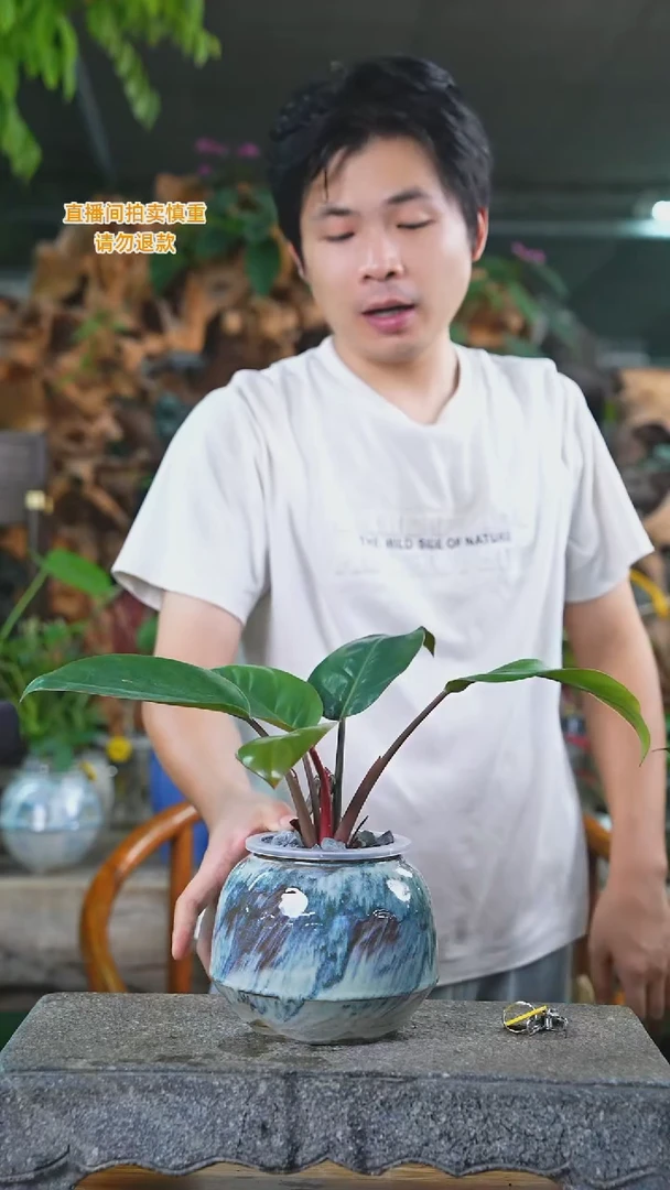 当前无花栽培后可以开花红钻266+