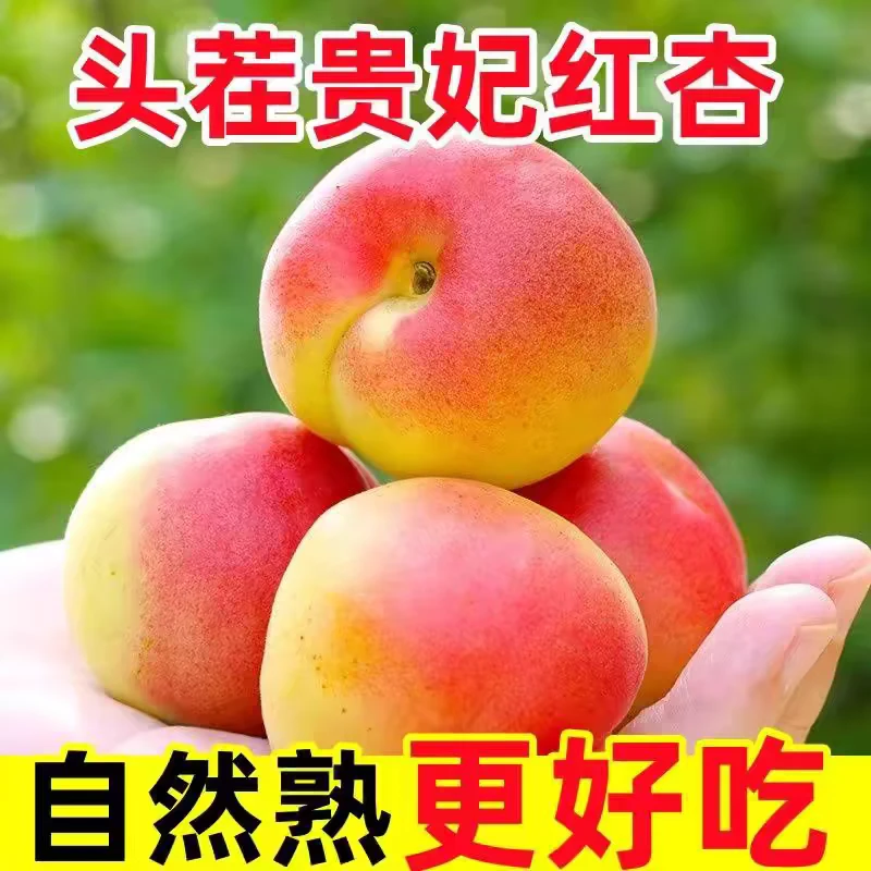 陕西贵妃红杏胭脂红杏新鲜水果孕妇纯甜现摘