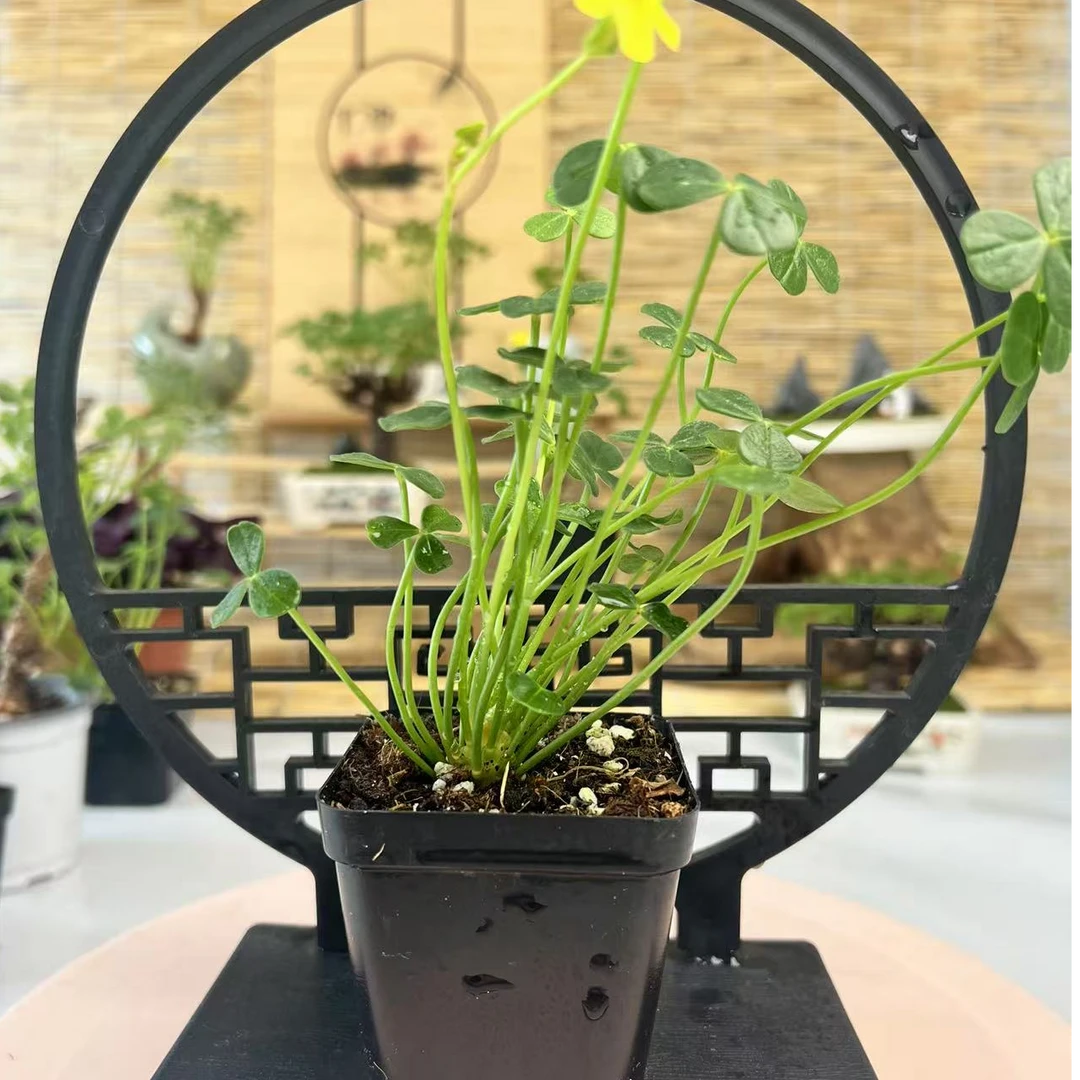 黄花中苗酢浆草根茎2-3公分随机发（到货黄叶薅掉不影响 介意勿拍）