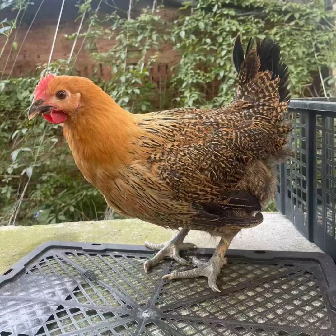 【5只】宠物鸡红色长尾鸡2斤左右发货hn