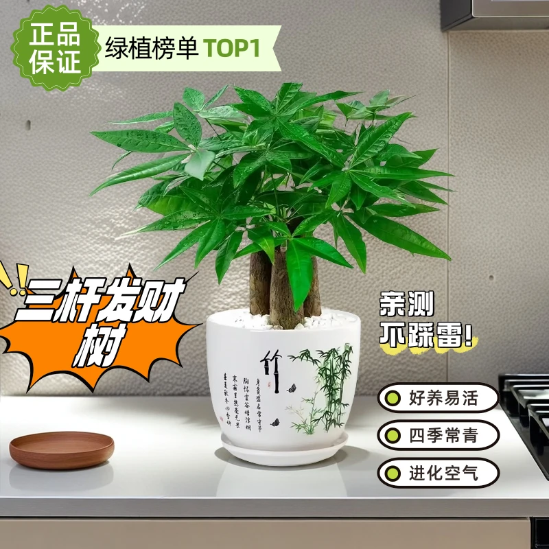 水培三杆招财树绿植装饰品室内客厅桌面好养适用于办公室发财树盆