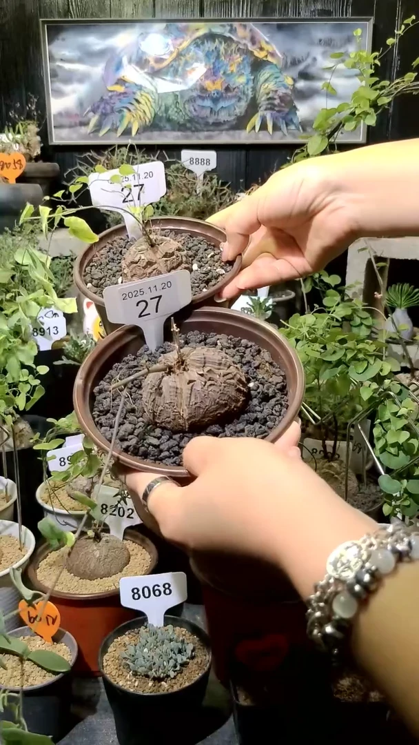 27号1120福利南非龟甲龙买一送一